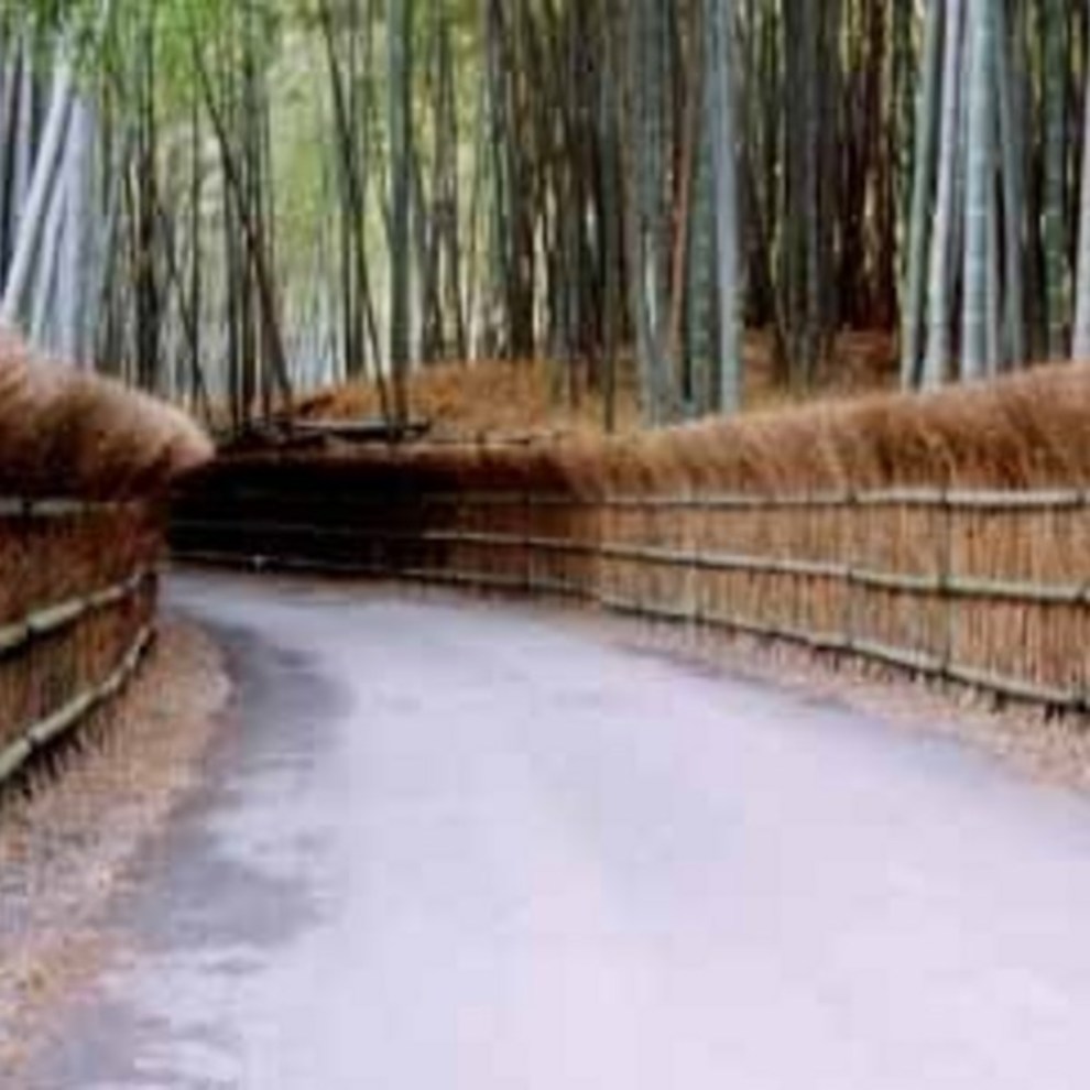 竹の径 向日市観光協会サイト